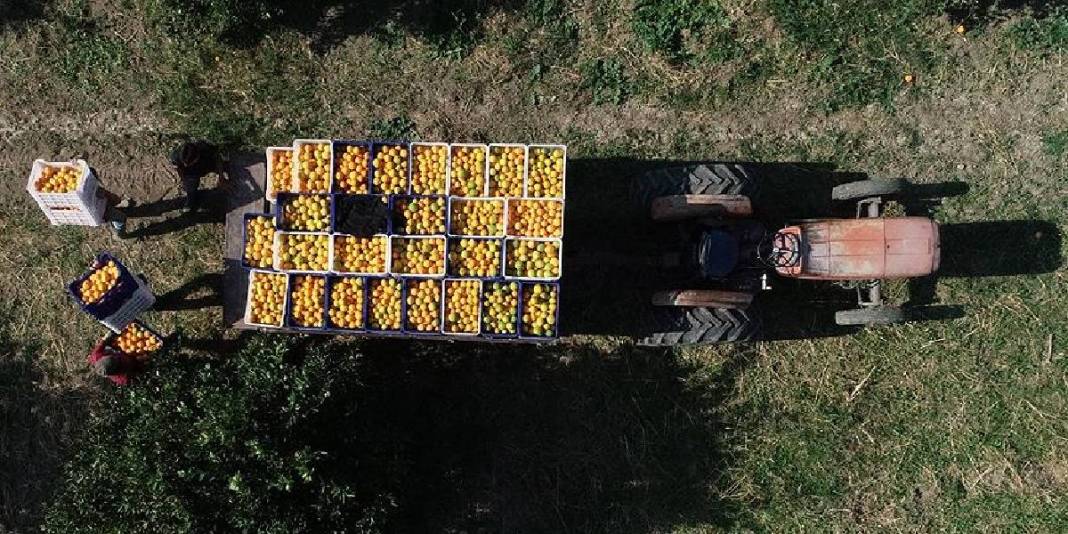 17 yıl önce coğrafi işaret almıştı! Antalya’da hummalı hasat başladı: 300.000 ton rekolte bekleniyor 3